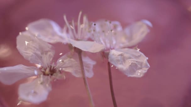 Kersenbloesem Drijvend Water — Stockvideo