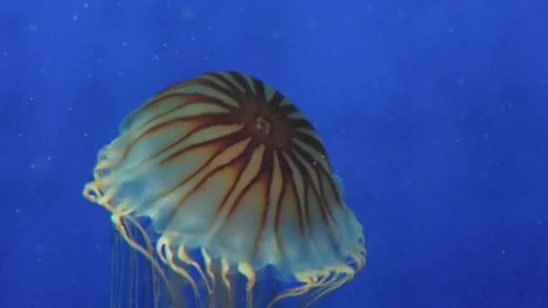 Jellyfish Pulsates Dance Aquarium London — Stockvideo