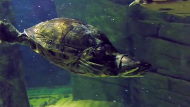 Five Terrapin Turtles Swim Together Underwater Aquarium London — Stockvideo