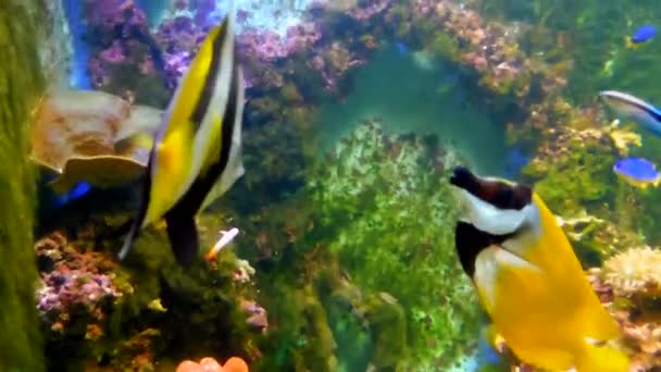 White Black Angelfish Swim Aquarium London Graphic — Stockvideo