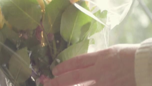 Putting Flowers Ina Vase — Stockvideo