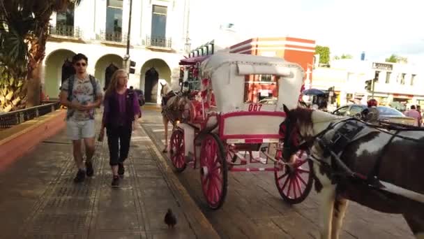 Mature Mother Son Walk Line Horse Drawn Carriages Waiting Customers — Vídeos de Stock