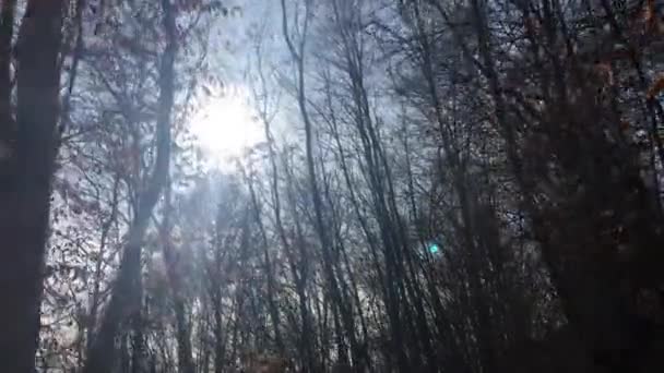 Walking Forest Road Early Spring Season — Stockvideo