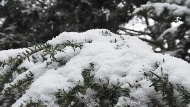 Primer Plano Nieve Cayendo Sobre Pino Abeto Árbol Cubierto Nieve — Vídeo de stock