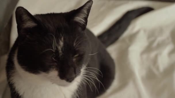 Чорно Білий Кіт Дивиться Камеру — стокове відео
