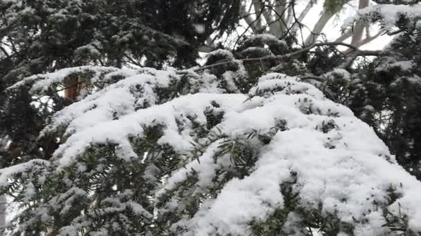 Movimento Lento Extremo Perto Galho Pinheiros Uma Tempestade Neve — Vídeo de Stock