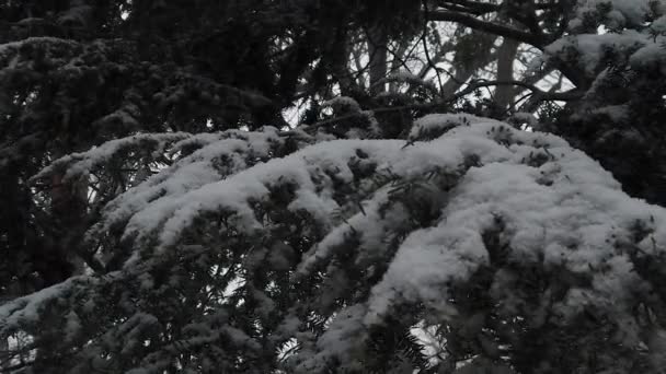 Close Snowy Pine Tree Branch — Vídeos de Stock