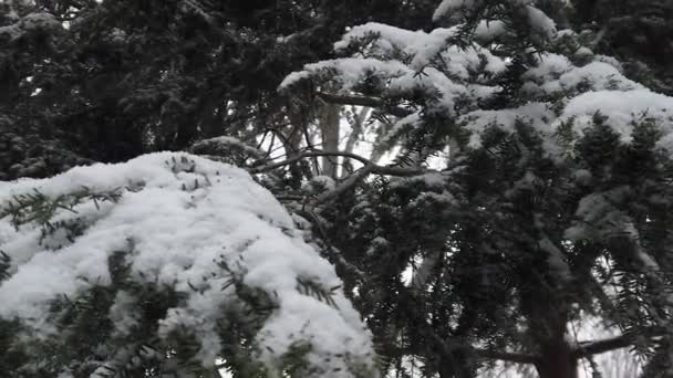 Pan Right Left Snow Covered Pine Tree Branch — Vídeos de Stock