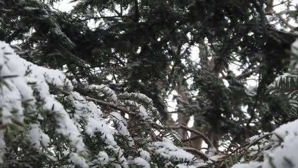 Vreedzame Sneeuwvlokken Vallen Een Dennenboom Tak Sluiten — Stockvideo