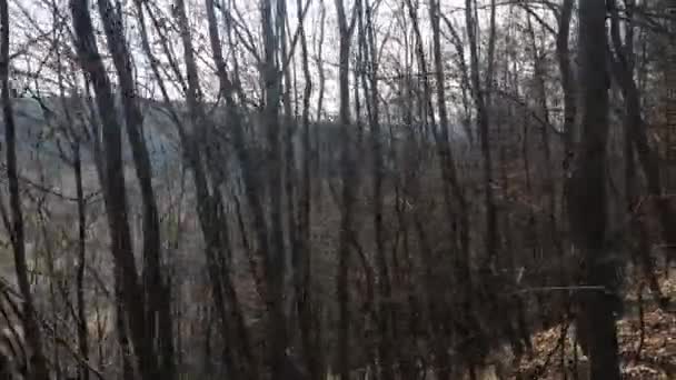 Walking Forest Road Early Spring Season — Wideo stockowe