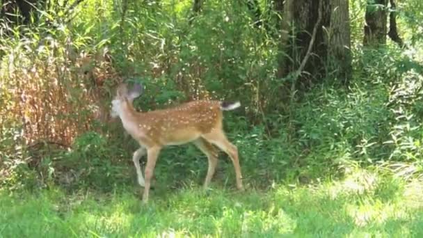 Adorable Spotted Fawn Whitetail Deer Walking Field Wilderness — Stok video