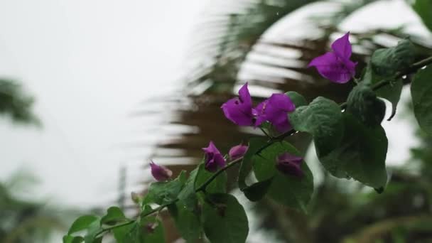 Violet Flowers Rain — Stok video