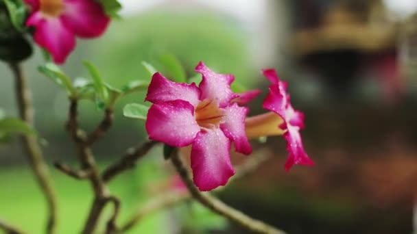 Beautiful Flowers Found Throughout Bali — Vídeo de Stock