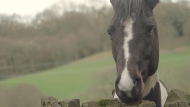 Brown White Coloured Horse Looks Camera — Stock Video