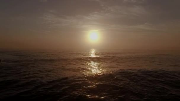 Misty Golden Sunrise Бонді Біч Сідней Австралія Морський Птах Летить — стокове відео