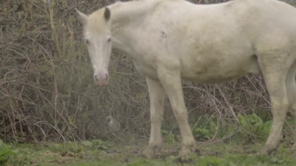 White Horse Walks Camera — Stockvideo