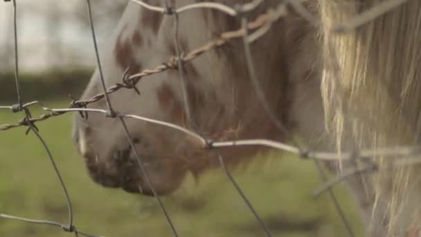 Pony Field Flowing Mane — Stock video