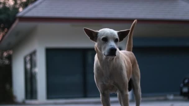 Tripod Shot Crossbreed Light Dog Standing Street Looks Starts Scratch — Videoclip de stoc