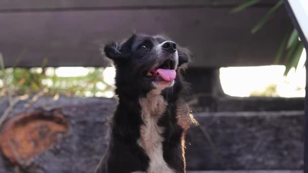 Low Angle Tripod Shot Crossbreed Black White Dog Thailand Looking — Vídeos de Stock