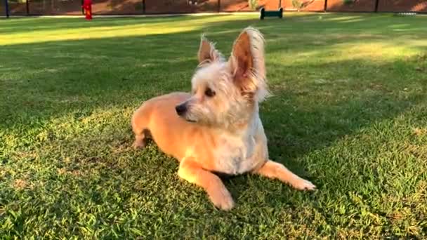 60P Cute Terrier Lying Gets Dog Park — Wideo stockowe