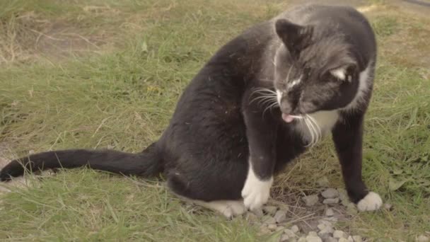 Cat Chases His Tail — Stock Video