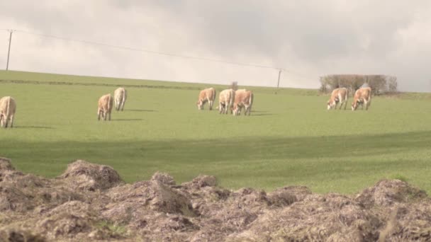 Cows Grazing Summer Field — Vídeos de Stock