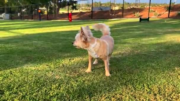 60P Cute Dog Runs Camera Stops Looks Tan Terrier Big — Stock Video