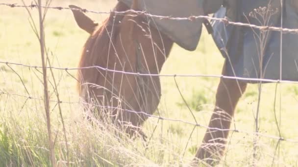 Chestnut Horse Grazing Field — Stok video