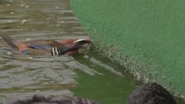 Mandarin Duck Black Swan Feeding — Stockvideo