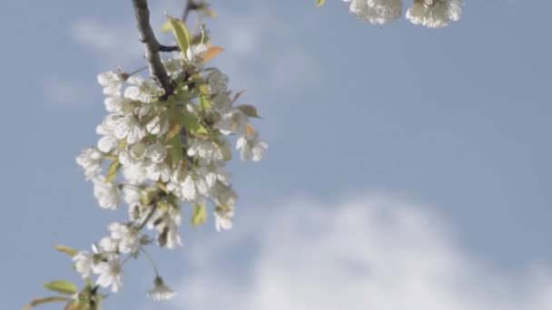 White Blossom Blows Blue Sky — Stockvideo