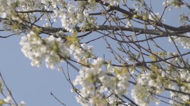 Flor Branca Sopra Contra Céu Azul — Vídeo de Stock