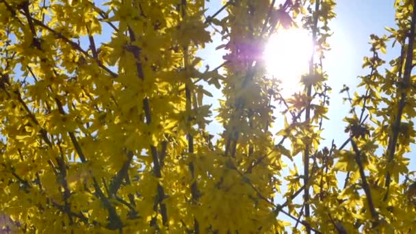 Яркий Солнечный Свет Прорывающийся Сквозь Желтую Форситию — стоковое видео