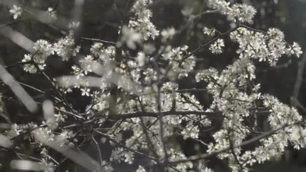 Biały Kwiat Lasach — Wideo stockowe