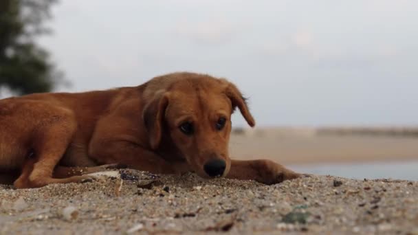 Tripod Low Angle Shot Goofy Homeless Dog Making Roll Camera — ストック動画