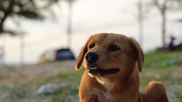 Tripod Close Shot Homeless Crossbreed Dog Ichty Trying Scratch Itself — Vídeos de Stock