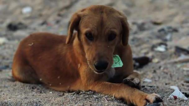 Steady Handheld Low Angle Shot Homeless Dog Biting Piece Green — Stockvideo