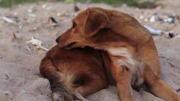 Steady Handheld Shot Brown Crossbreed Dog Thas Biting Itself Get — Stockvideo