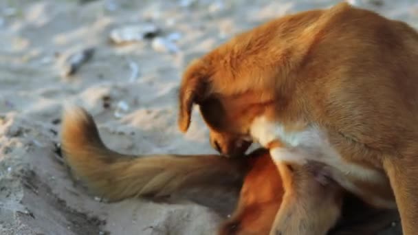 Handheld Shot Stray Dog Brown Fur Bitting Its Tail Irritated — Vídeo de stock