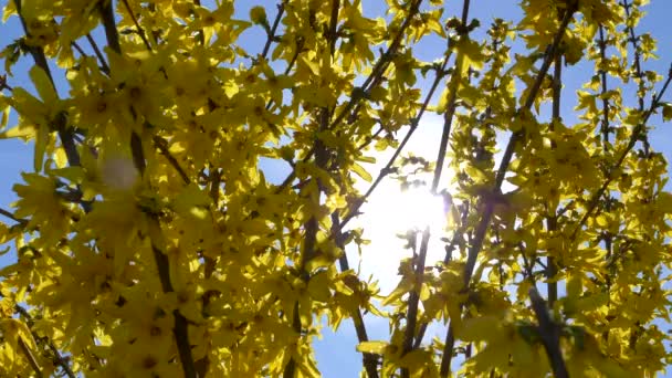 Bright Summer Sun Forsythia Blossom — Stockvideo