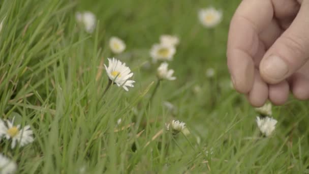 Picking Daisy Meadow — стоковое видео