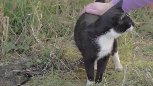 Petting Black White Cat — ストック動画