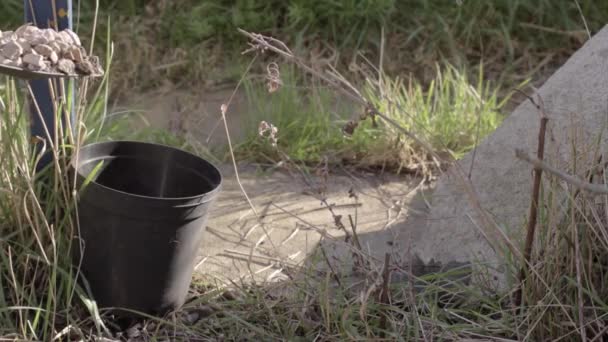 Filling Plant Pot Pebbles — Wideo stockowe