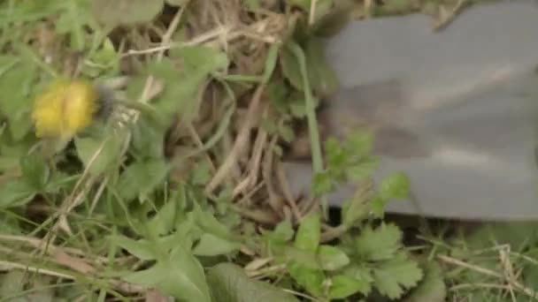 Gardener Digs Dandelion Weed — Vídeo de Stock