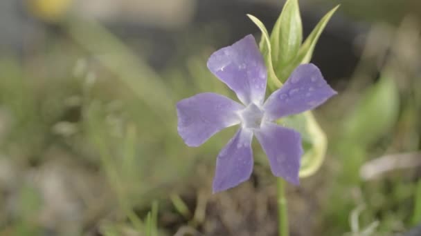 Purple Ivy Flower Garden — Stock Video