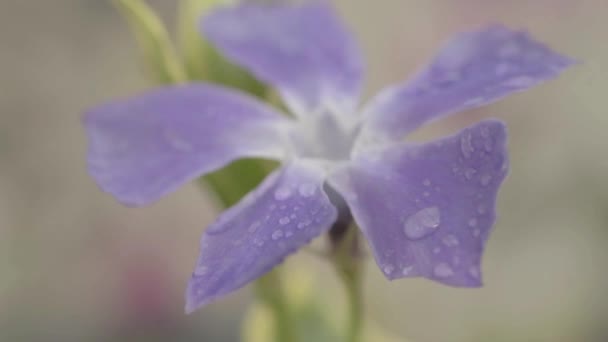 Water Droplets Purple Ivy Flower Garden — Vídeo de stock