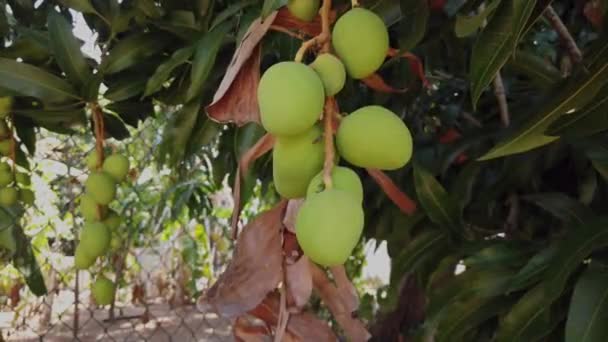Mangos Still Unripe Teasing You Day You Able Pick Them — Wideo stockowe