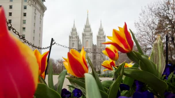 Salt Lake Temple Church Jesus Christ Latter Day Saints Also — стоковое видео