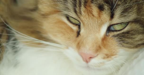 Closeup Macro Shot Norwegian Forest Cat Nearly Falling Asleep Showing — 비디오