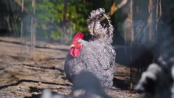 Caged Rooster Organic Poultry Farming — Stockvideo