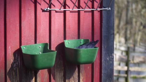 Western Jackdaw Birds Feeding Outdoor Trough — Stock video